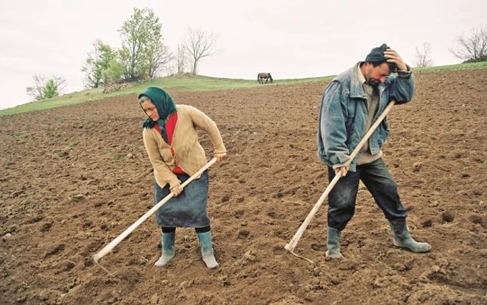 Potrivit informatiilor furnizate de ANOFM, agricultura este al treilea cel mai popular domeniu de activitate pentru romanii care isi cauta un loc de munca in strainatate, dupa constructii si turism FOTO Adevărul