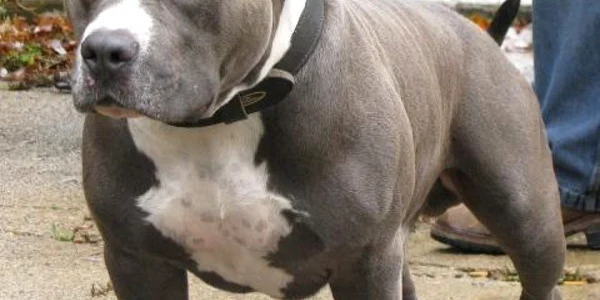 Un pitbull, fără lesă și botniță, a fost scăpat de sub control de către doi frați din Ploiești (foto: arhivă)