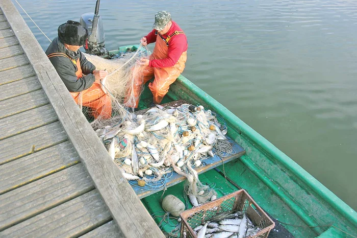 Pescarii scot din setci scrumbiile capturate