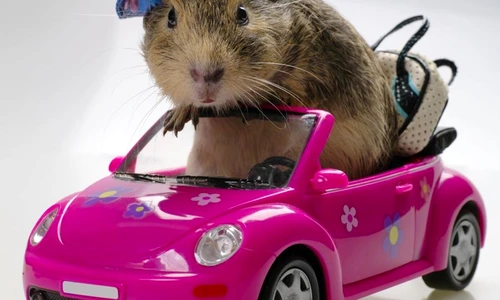 1 47527 original jpg jpeg