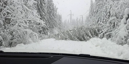 Mai mulți brazi au fost doborâți de vânt pe drumul de acces. FOTO IJJ Db