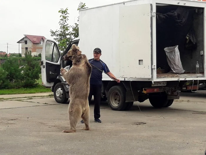 Masha ar trebui să ajungă la Zărneşti de 1 martie FOTO Asociaţia Milioane de Prieteni