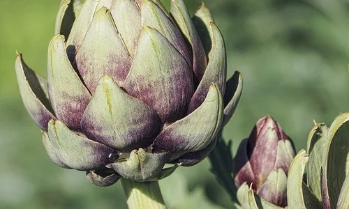 artichokes 3594246 640 jpeg