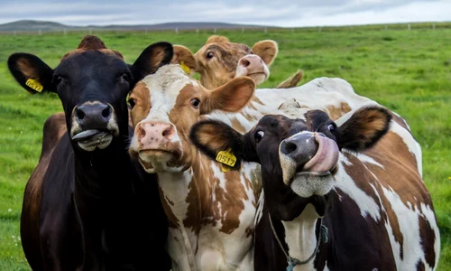 vaci ferma cireada foto shutterstock