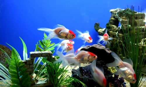 1 48081 original jpg jpeg