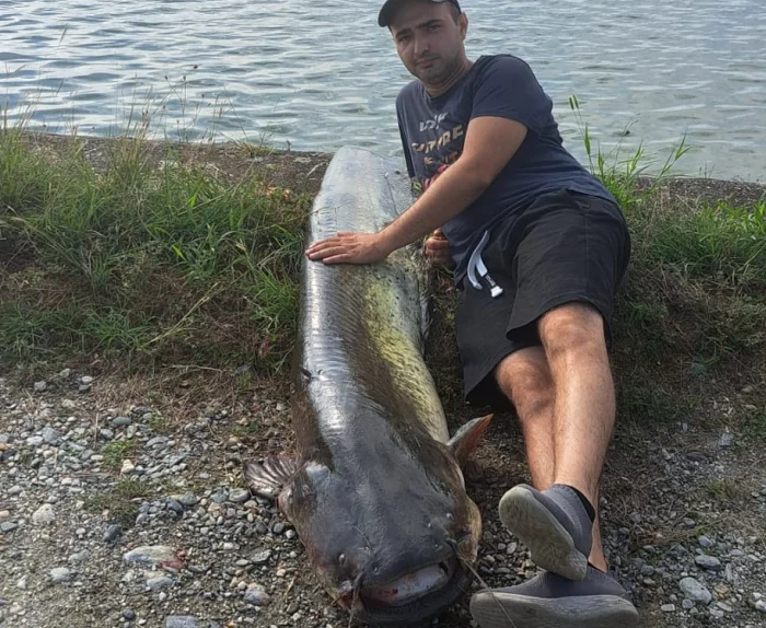 Peștele are peste 60 de kilograme / foto: Dan S. / Mesagerul de Sibiu