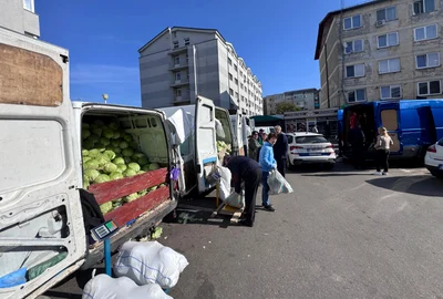 varza 2025 ferma ionut craciun, ghimpeteni, olt   foto arhiva personala (5) jpeg