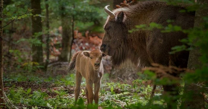 Numele trebuie, obligatoriu, să înceapă cu particula RO. FOTO Parcul Vânători Neamţ