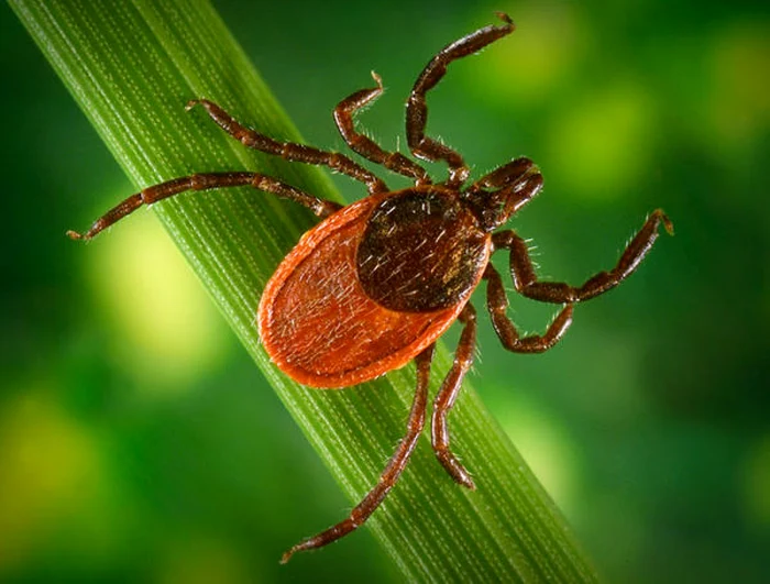 Căpuşele, insecte deosebit de periculoase FOTO reginamaria.ro