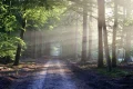 planta ucigasa webp