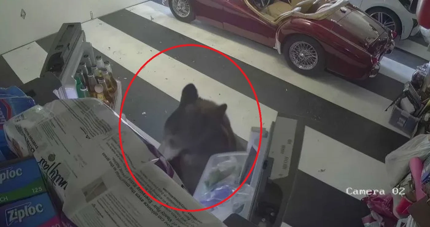 Un urs își deschide frigiderul singur