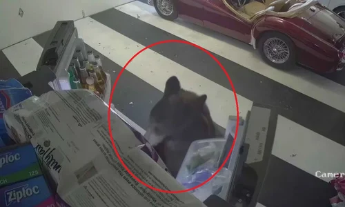 urs oreo furat dulciuri jpg