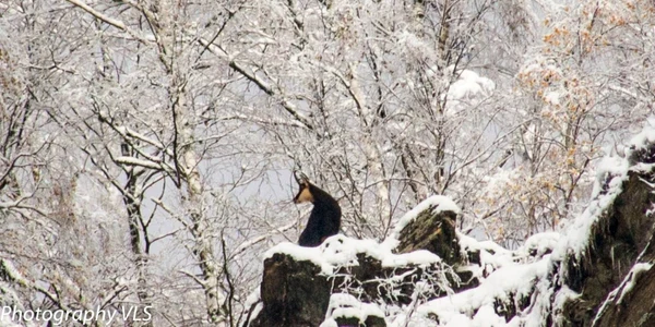 iarna
