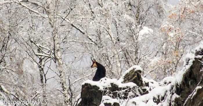 Capră neagră. FOTO: Laurenţiu Vasile Ştefan