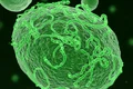 virus ebola foto shutterstock