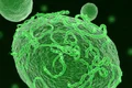 virus ebola foto shutterstock