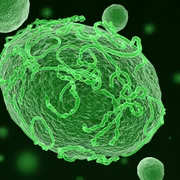 virus ebola foto shutterstock