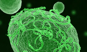 virus ebola foto shutterstock