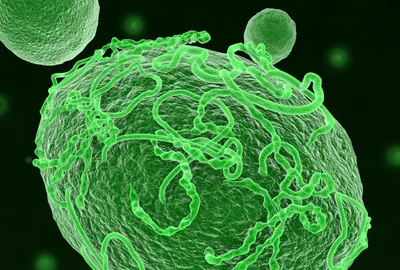 virus ebola foto shutterstock