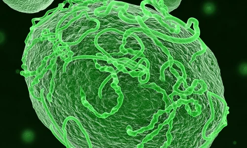 virus ebola foto shutterstock