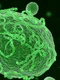 virus ebola foto shutterstock