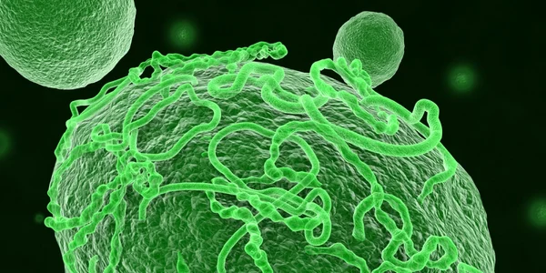 virus ebola foto shutterstock