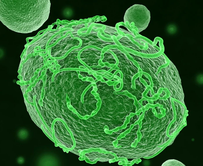 Simptomele bolii sunt asemănătoare cu cele provocate de virusul Ebola (foto: Shutterstock)