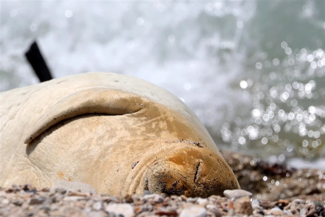 Foca plaja Jaffa Tel Aviv Foto EPA EFE jpg