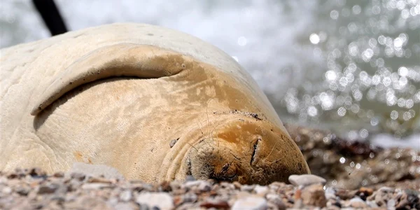 Foca plaja Jaffa Tel Aviv Foto EPA EFE jpg