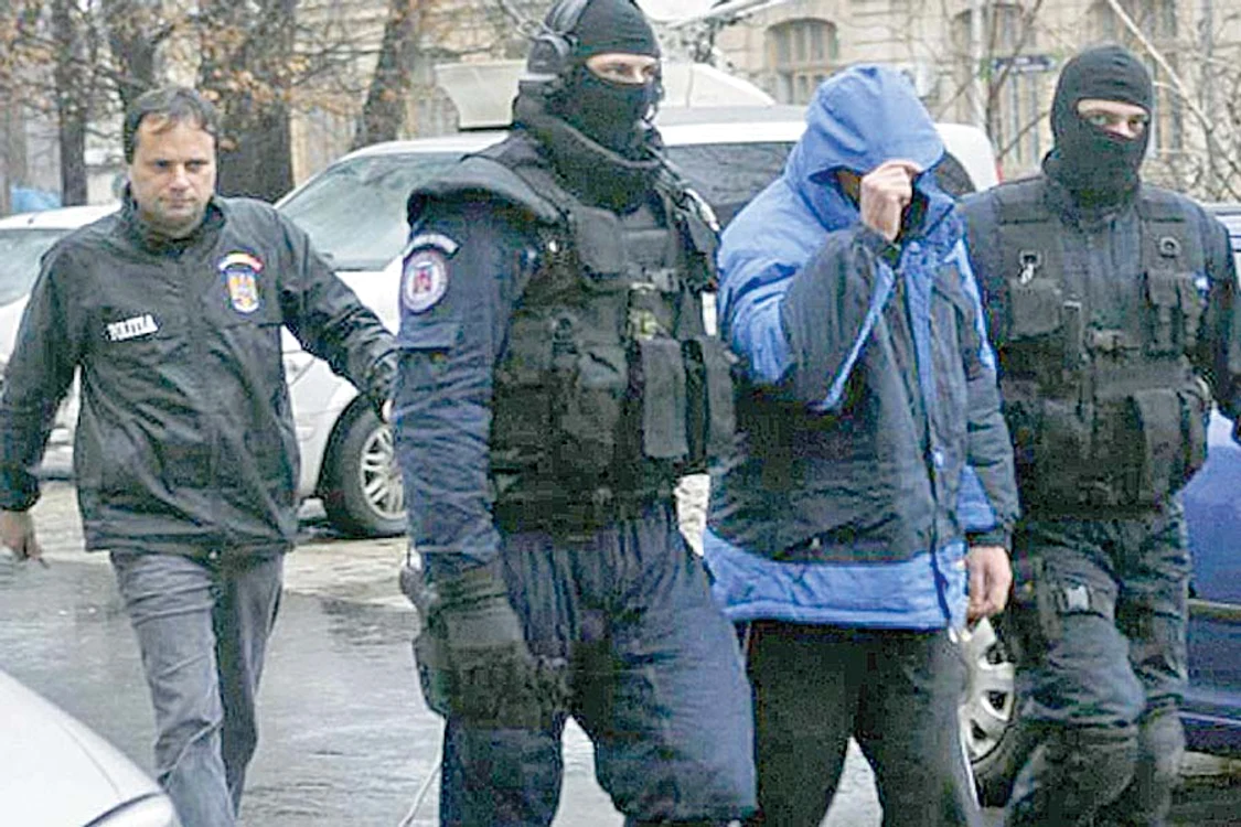 Plantele erau  cultivate în ghivece  şi aveau o înălţime  medie de 1 metru