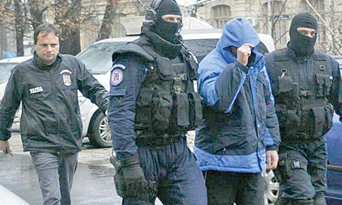 Plantele erau  cultivate în ghivece  şi aveau o înălţime  medie de 1 metru jpeg