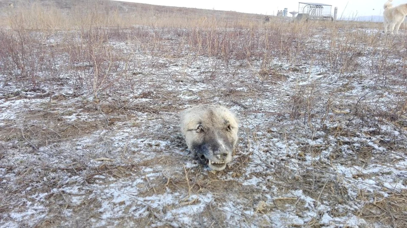 Câini morţi de foame, frig şi sete în adăpostul de la Bacău FOTO FACEBOOK