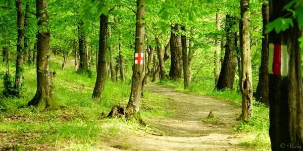 pădure iaşi