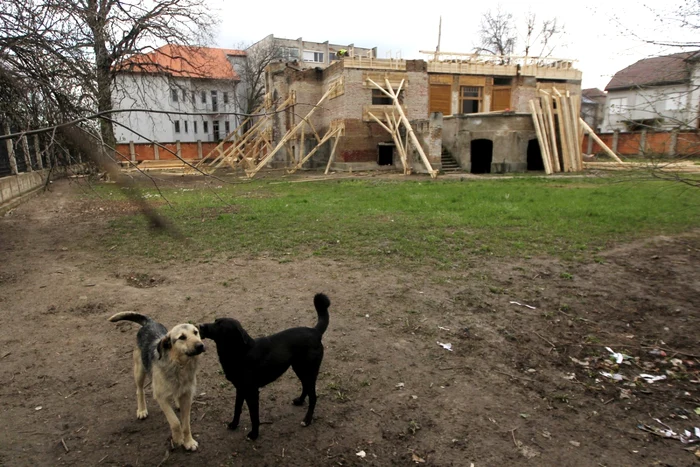 Casa Muhle din Timişoara a ajuns o ruină