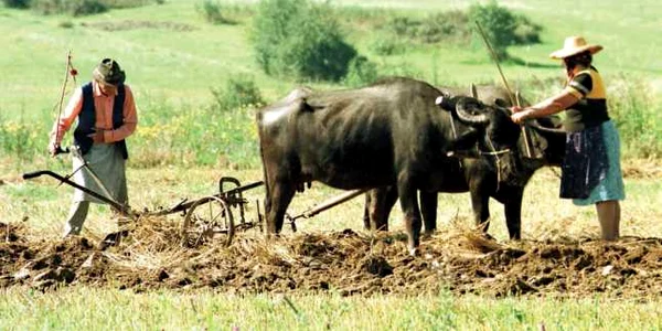 Seceta şi grindina  au făcut ravagii în Bihor