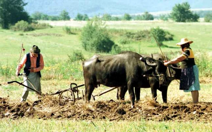 Seceta şi grindina  au făcut ravagii în Bihor