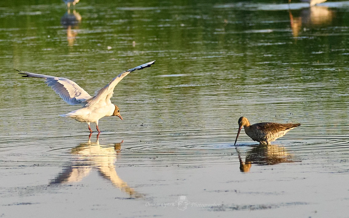 pescarus si fluierar de balta   foto ovidiu optik   nature photographer jpg