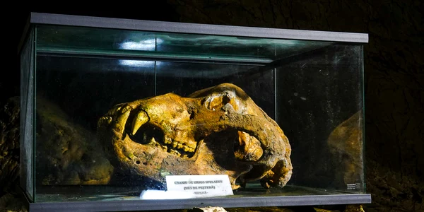 Craniul ursului preistoric se poate observa vizitând Peștera Ialomiței, recent restaurată. FOTO CS