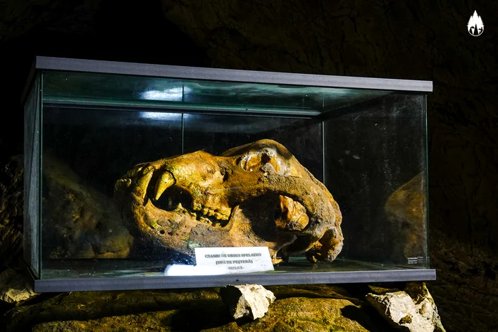 Craniul ursului preistoric se poate observa vizitând Peștera Ialomiței, recent restaurată. FOTO CS