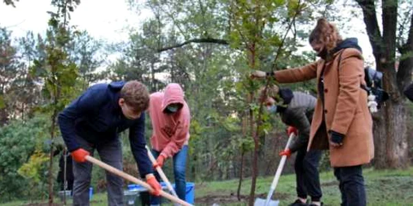 plantare copaci Galati