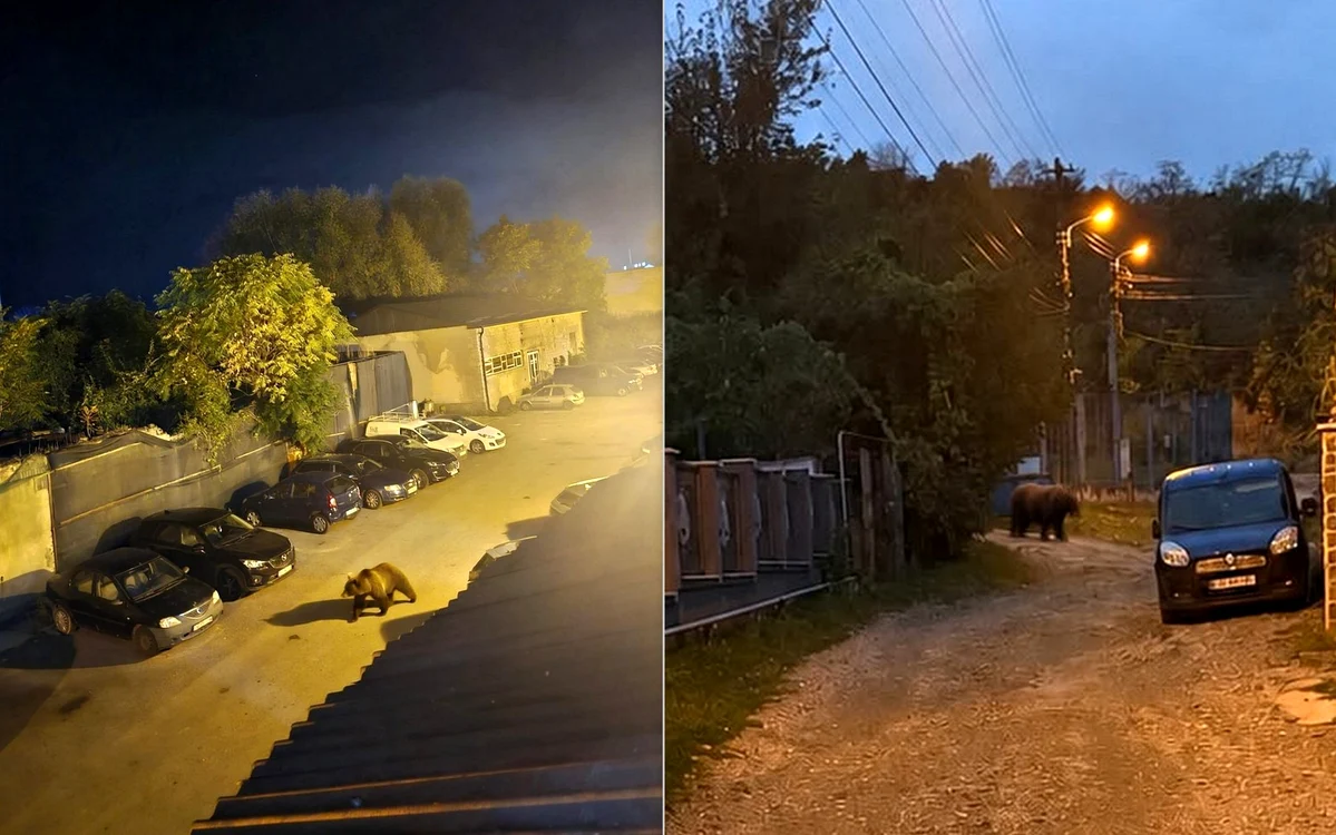 Ursul zărit lângă castel și alerta ISU.
