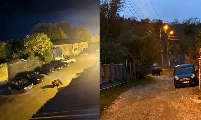 Urs in Hunedoara jpg