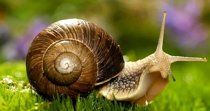 Melcul, un aliat pentru sănătatea noastrăFoto: naturashop.ro