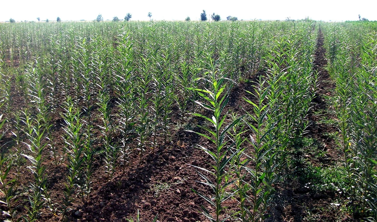 Cultivarea plantelor energetice este în creştere în România FOTO: ziarullumina.ro
