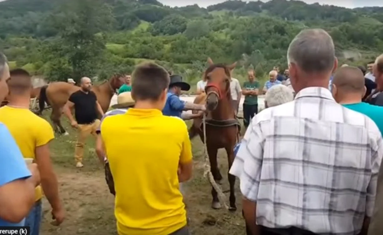 Propiretarul calului a fost amendat