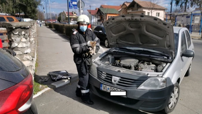 Pisicuţă salvată de pompieri din compartimentul blocului motor al unei maşini în Râmnicu Vâlcea Foto Adevărul