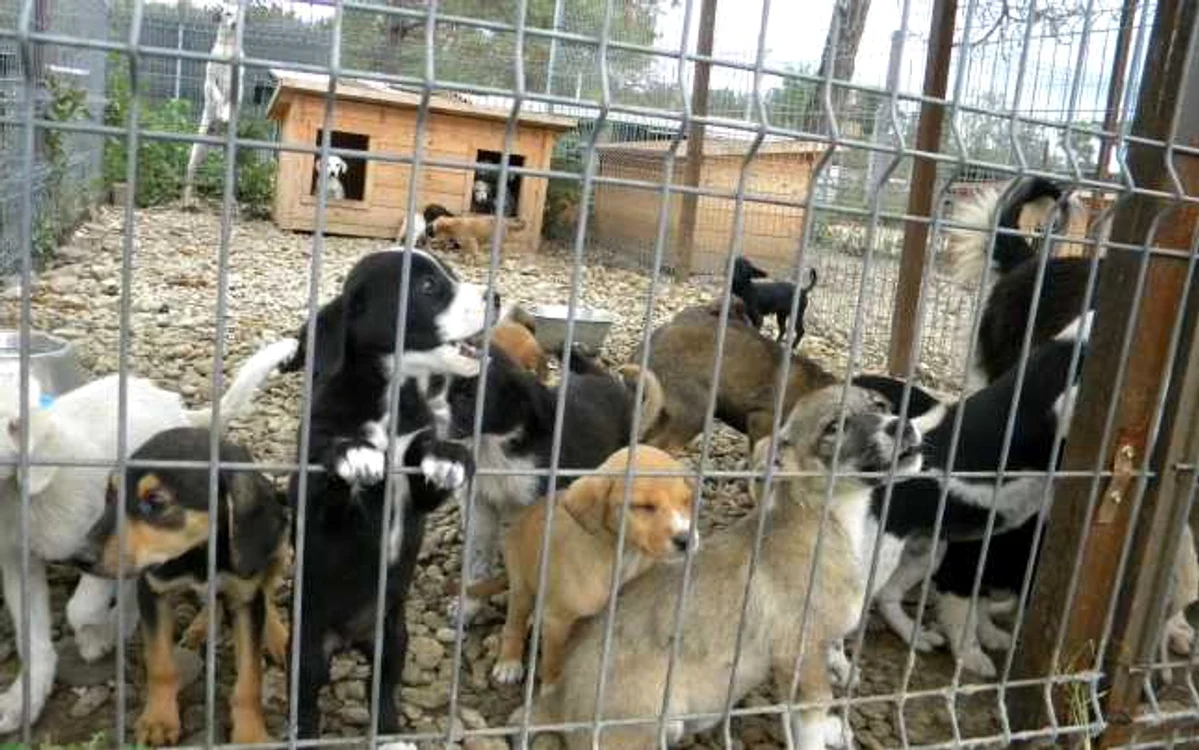Cazarea şi hrana câinilor din adăpostul de la Câmpina va fi de 10 lei pe zi. FOTO arhivă Adevărul Ploieşti