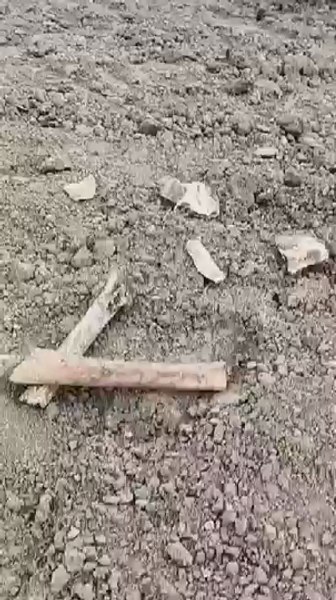 Oseminte umane scoase la iveală la amenajarea unui teren de sport. Câinii le-au răvășit VIDEO