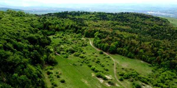 padurea de la magura calanului foto daniel Guta adevarul