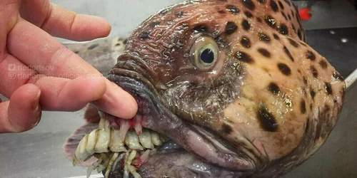 creatura cu dinti de om FOTO Instagram jpg